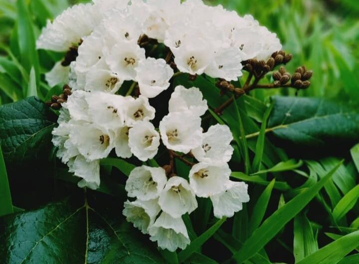 Godetia