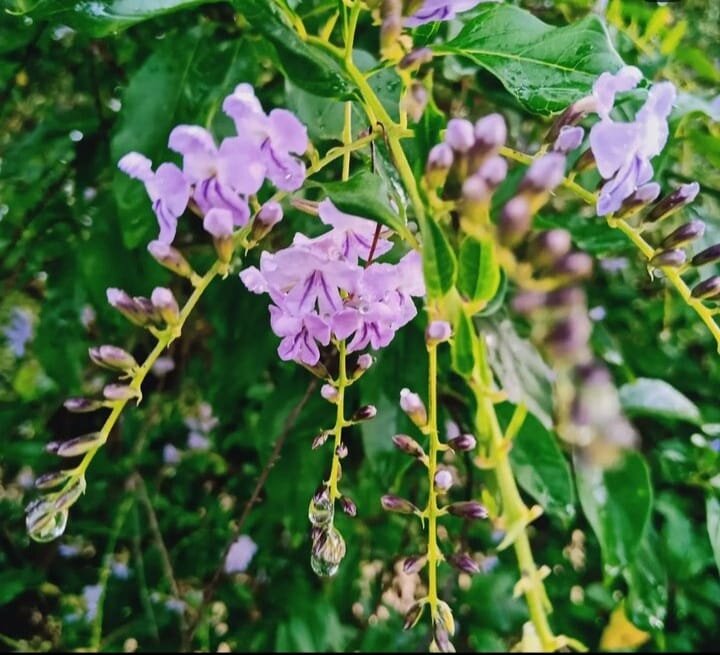 Neelakurinji
