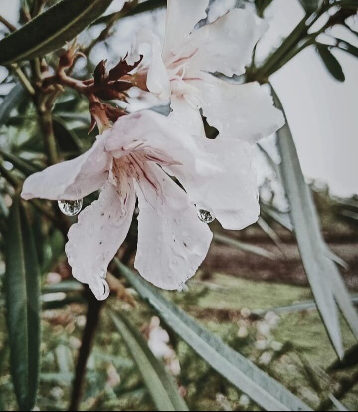 Oleander