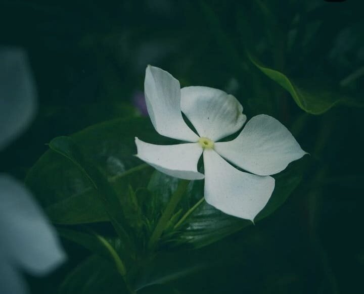 Madagascar Periwinkle