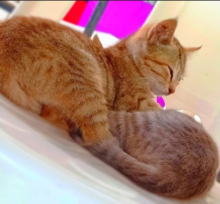 Ginger&Tabby cats