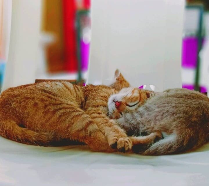 Ginger&Tabby cats
