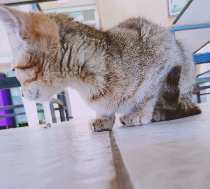 Munchkin Cats