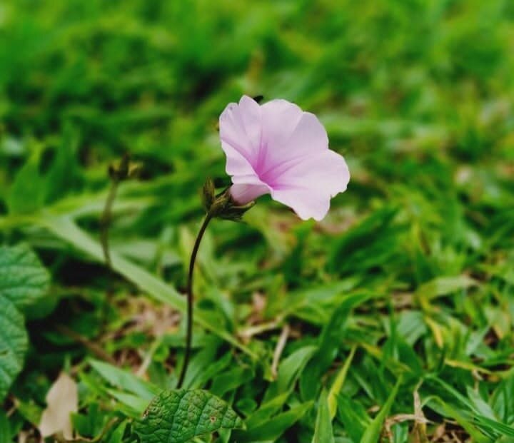  Morning Glory