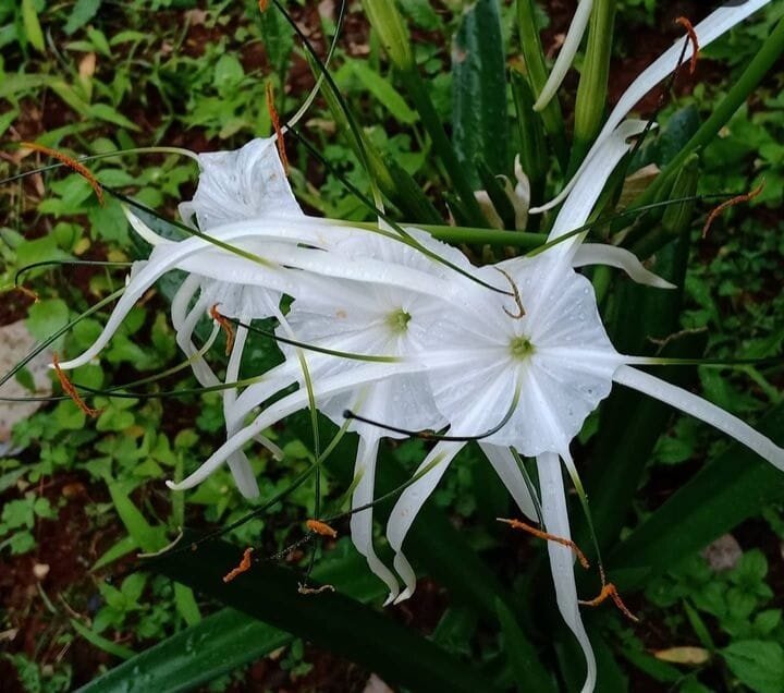 Beach Spider Lily