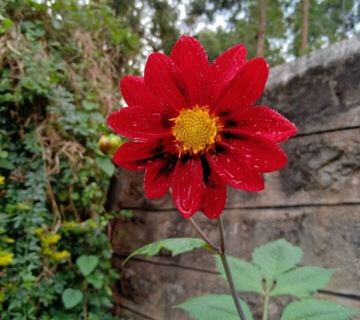 Red Dahlia