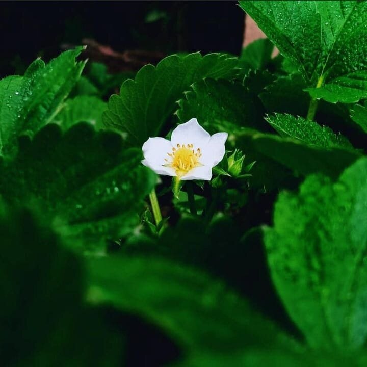 Rose Laevigata